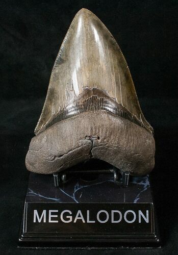 Glossy Megalodon Tooth With Colorful Blade #16399